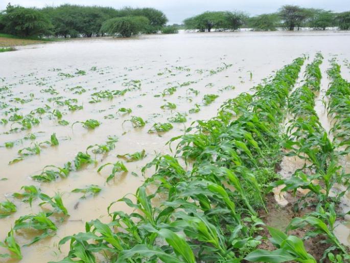 Flood damage to 29,000 hectares in Nagpur district | पुरामुळे नागपूर जिल्ह्यात २९ हजार हेक्टरवरील पिकांचे नुकसान Flood damage to 29,000 hectares in Nagpur district | पुरामुळे नागपूर जिल्ह्यात २९ हजार हेक्टरवरील पिकांचे नुकसान