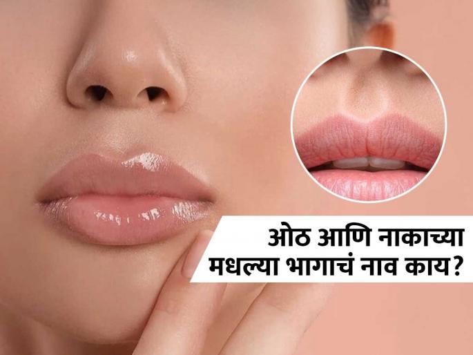 Interesting Facts : Do you know the name of the body part between nose and lips | नाक आणि ओठाच्या मधल्या जागेला नेमकं काय म्हणतात? ९९ टक्के लोकांना माहीत नसेल याचं उत्तर Interesting Facts : Do you know the name of the body part between nose and lips | नाक आणि ओठाच्या मधल्या जागेला नेमकं काय म्हणतात? ९९ टक्के लोकांना माहीत नसेल याचं उत्तर