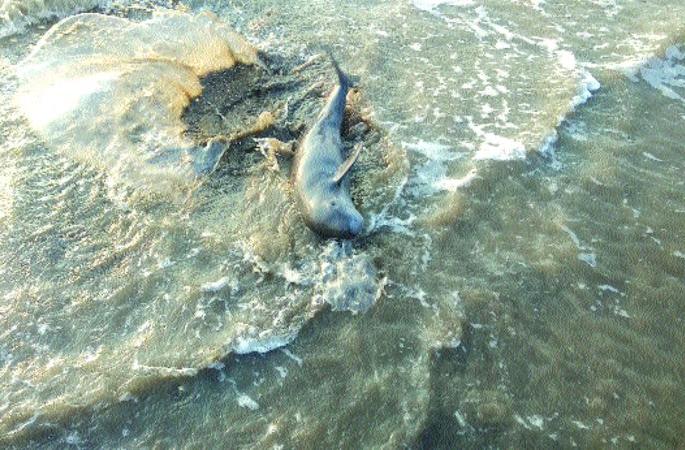 Finace porphyaz survives the fish | फिनलेस पोरपोईझ माशाला जीवदान Finace porphyaz survives the fish | फिनलेस पोरपोईझ माशाला जीवदान