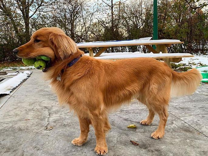 Dog obsessed with tennis balls breaks world record | जगातल्या कोणत्याच कुत्र्याकडे नाही Finely कडे असलेलं टॅलेन्ट, अनोखा वर्ल्ड रेकॉर्ड केला नावावर! Dog obsessed with tennis balls breaks world record | जगातल्या कोणत्याच कुत्र्याकडे नाही Finely कडे असलेलं टॅलेन्ट, अनोखा वर्ल्ड रेकॉर्ड केला नावावर!