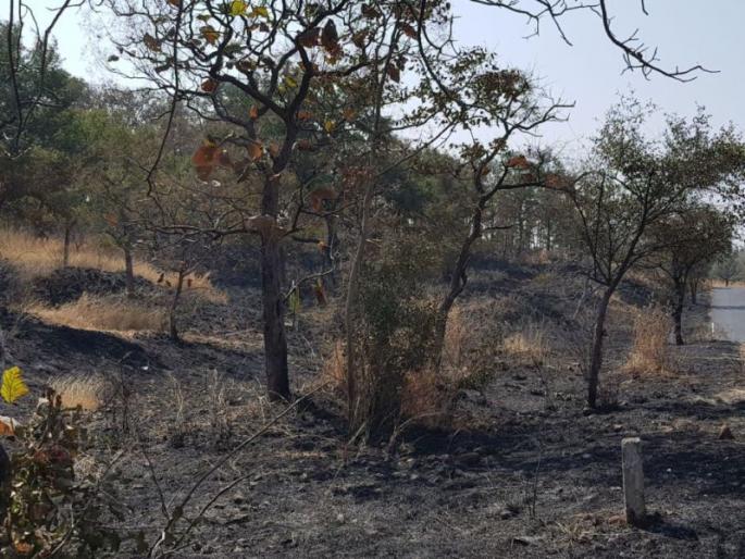 Buldhana: Fire in Dnyan Ganga Wildlife Sanctuary 20 hectares burnt in forests | बुलडाणा : ज्ञानगंगा अभयारण्यात आग; २० हेक्टर वनसंपदा जळून खाक! Buldhana: Fire in Dnyan Ganga Wildlife Sanctuary 20 hectares burnt in forests | बुलडाणा : ज्ञानगंगा अभयारण्यात आग; २० हेक्टर वनसंपदा जळून खाक!