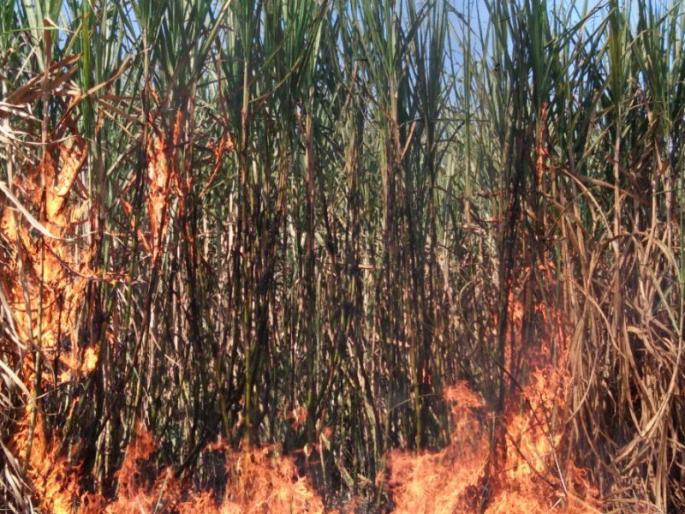 Due to shortcircuit in Dehu, two acres of sugarcane burns; 4 lakhs loss | देहूगावात विद्युतवाहक तार तुटल्याने दोन एकरावरील ऊस जळून खाक; ४ लाखांचे नुकसान Due to shortcircuit in Dehu, two acres of sugarcane burns; 4 lakhs loss | देहूगावात विद्युतवाहक तार तुटल्याने दोन एकरावरील ऊस जळून खाक; ४ लाखांचे नुकसान