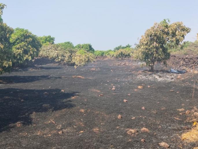 The fire at Padwane killed 400 people | पडवणे येथील आगीत ४०० कलमे होरपळली The fire at Padwane killed 400 people | पडवणे येथील आगीत ४०० कलमे होरपळली
