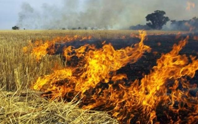Session of Soyabean burnt in Washim district, farmers' awakening | वाशिम जिल्ह्यात सोयाबीनच्या सुड्या जळण्याचे सत्र, शेतकऱ्यांचे जागरण Session of Soyabean burnt in Washim district, farmers' awakening | वाशिम जिल्ह्यात सोयाबीनच्या सुड्या जळण्याचे सत्र, शेतकऱ्यांचे जागरण
