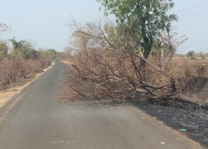 fire to tree root and then cutting it | मुळाशी आग लावून झाडे पाडण्याच्या प्रकारात वाढ! fire to tree root and then cutting it | मुळाशी आग लावून झाडे पाडण्याच्या प्रकारात वाढ!