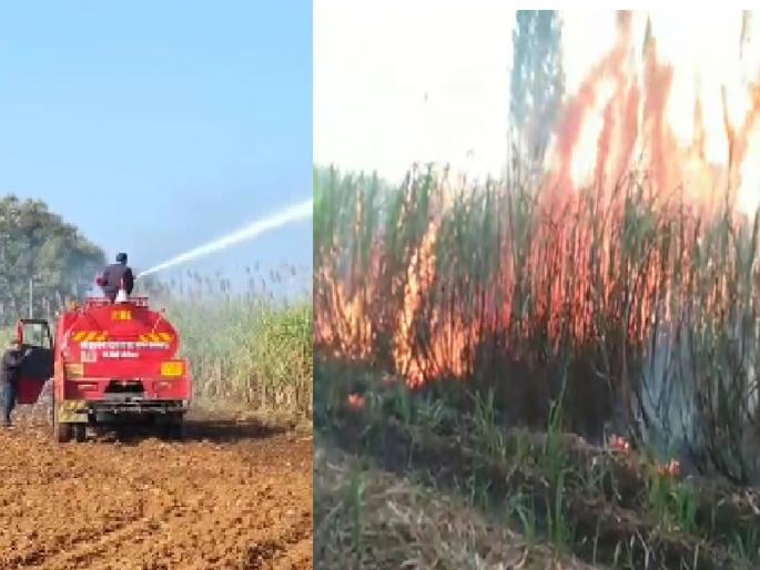 Sugarcane on 15 acres burnt due to short circuit in electric wires in Madilge Budruk Kolhapur | Kolhapur: वीजतारांच्या शॉर्टसर्किटमुळे १५ एकरांवरील ऊस जळून खाक, मडिलगे बुद्रुक येथील घटना Sugarcane on 15 acres burnt due to short circuit in electric wires in Madilge Budruk Kolhapur | Kolhapur: वीजतारांच्या शॉर्टसर्किटमुळे १५ एकरांवरील ऊस जळून खाक, मडिलगे बुद्रुक येथील घटना