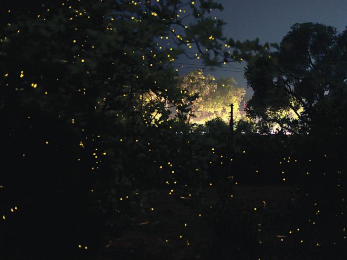 'Kajwa Mahotsav' in Sanjay Gandhi National Park | संजय गांधी राष्ट्रीय उद्यानातही ‘काजवा महोत्सव’ 'Kajwa Mahotsav' in Sanjay Gandhi National Park | संजय गांधी राष्ट्रीय उद्यानातही ‘काजवा महोत्सव’