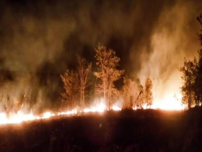 Wildfires Threaten Biodiversity; challenge of preventing man-made wildfires | वणव्यांमुळे जैवविधता संकटात; मानव निर्मित वणवे रोखण्याचे आव्हान Wildfires Threaten Biodiversity; challenge of preventing man-made wildfires | वणव्यांमुळे जैवविधता संकटात; मानव निर्मित वणवे रोखण्याचे आव्हान