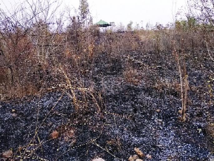 Fire in the Biloise Echo Tourism area | बिलोलीतील इको टूरिझमच्या क्षेत्राला आग Fire in the Biloise Echo Tourism area | बिलोलीतील इको टूरिझमच्या क्षेत्राला आग
