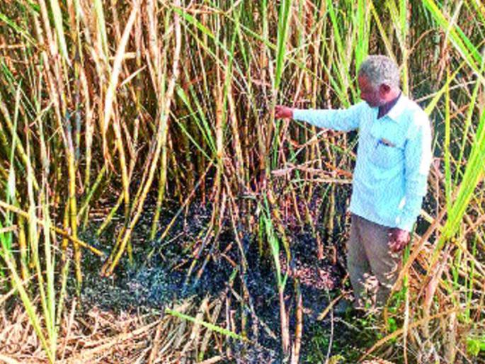 Made a land dispute | जमिनीच्या वादातून उसाचे शेत पेटवले, बहुळ येथील घटना Made a land dispute | जमिनीच्या वादातून उसाचे शेत पेटवले, बहुळ येथील घटना