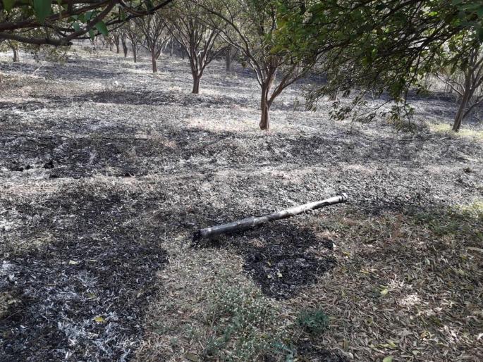 300 trees burnt in a fire in Bodwad | बोदवड येथे लागलेल्या आगीत संत्रा व सागवानची ३०० झाडे जळून खाक 300 trees burnt in a fire in Bodwad | बोदवड येथे लागलेल्या आगीत संत्रा व सागवानची ३०० झाडे जळून खाक
