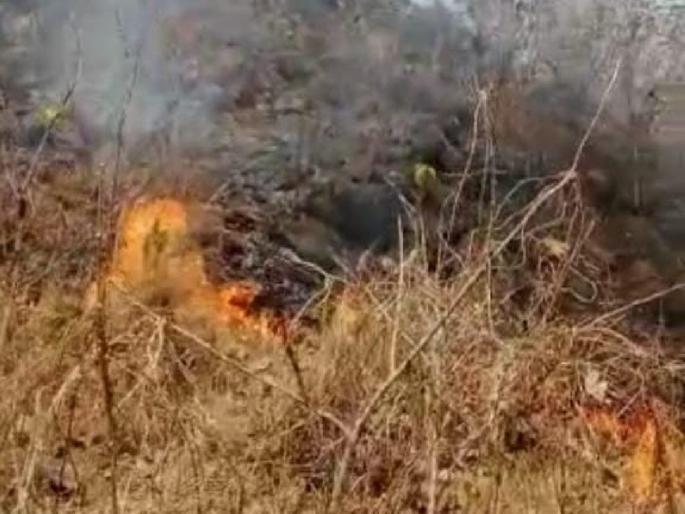 Hundreds of innocent birds burned in the fierce forest; Run for the rescue of rabbit and mongoose | भीषण वनव्यात निष्पाप शेकडो चिमणी पाखरे भस्म; ससा, मूंगूस यांची बचावासाठी धावधाव Hundreds of innocent birds burned in the fierce forest; Run for the rescue of rabbit and mongoose | भीषण वनव्यात निष्पाप शेकडो चिमणी पाखरे भस्म; ससा, मूंगूस यांची बचावासाठी धावधाव