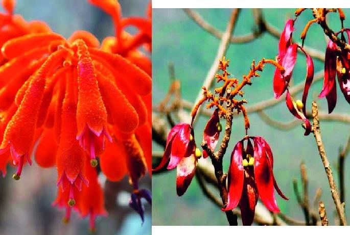 Let us look at Lokmat: Effective on many diseases; Straw made from a tree for a long time, saffron floral floral 'Kausi' | ‘लोकमत’संगे जाणून घेऊ : अनेक आजारांवर गुणकारी; वृक्षाच्या सालीपासून दोराची निर्मिती भगव्या आकर्षक पुष्पांचा फुलोरा ‘कौसी’ Let us look at Lokmat: Effective on many diseases; Straw made from a tree for a long time, saffron floral floral 'Kausi' | ‘लोकमत’संगे जाणून घेऊ : अनेक आजारांवर गुणकारी; वृक्षाच्या सालीपासून दोराची निर्मिती भगव्या आकर्षक पुष्पांचा फुलोरा ‘कौसी’