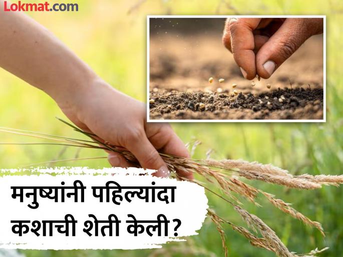 Which grains did humans first cultivate, know the interesting facts | मनुष्यांनी पहिल्यांदा कशाची शेती केली होती? माहीत नसेल तर जाणून घ्या या प्रश्नाचं उत्तर... Which grains did humans first cultivate, know the interesting facts | मनुष्यांनी पहिल्यांदा कशाची शेती केली होती? माहीत नसेल तर जाणून घ्या या प्रश्नाचं उत्तर...