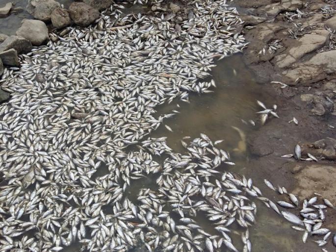 Fish died due to lack of water in the river of Bhima at Bhatinimgaon | भाटनिमगावच्या परिसरातील भीमा नदीत पाण्याअभावी मासे मृत्यूमुखी  Fish died due to lack of water in the river of Bhima at Bhatinimgaon | भाटनिमगावच्या परिसरातील भीमा नदीत पाण्याअभावी मासे मृत्यूमुखी