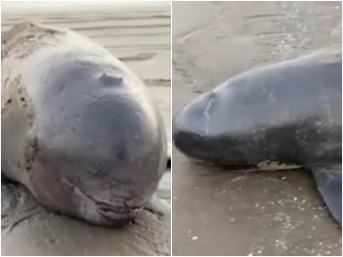 Rare fish found dead at Rangaon beach in Vasai know more details | वसईच्या रानगाव समुद्रकिनारी मृत अवस्थेत आढळून आला दुर्मिळ मासा Rare fish found dead at Rangaon beach in Vasai know more details | वसईच्या रानगाव समुद्रकिनारी मृत अवस्थेत आढळून आला दुर्मिळ मासा