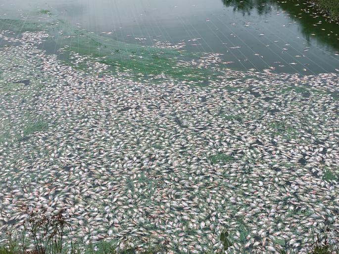 VIDEO : Shocking! Poisonous drug thrown in the farmer lake; Deaths of six to seven tons of fish; Incidents in Indapur taluka | VIDEO : खळबळजनक! शेततळ्यात टाकलं विषारी औषध; सहा ते सात टन माशांचा मृत्यू; इंदापूरमधील घटना  VIDEO : Shocking! Poisonous drug thrown in the farmer lake; Deaths of six to seven tons of fish; Incidents in Indapur taluka | VIDEO : खळबळजनक! शेततळ्यात टाकलं विषारी औषध; सहा ते सात टन माशांचा मृत्यू; इंदापूरमधील घटना