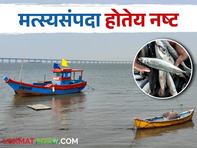 Endangered deep-sea fish species diversity; This crisis has come | खोल समुद्रातील मत्स्य प्रजातींची विविधता धोक्यात; आलंय हे संकट Endangered deep-sea fish species diversity; This crisis has come | खोल समुद्रातील मत्स्य प्रजातींची विविधता धोक्यात; आलंय हे संकट