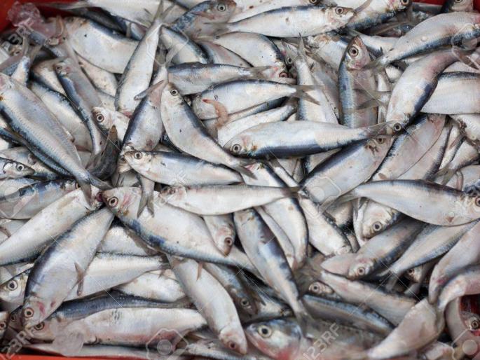 A box of fish on top and a box of gutkha underneath; Large stocks seized in police operation | वरून माशांचे तर त्याखाली गुटख्याचे बॉक्स; पोलीस कारवाईत गुटख्याचा मोठा साठा जप्त A box of fish on top and a box of gutkha underneath; Large stocks seized in police operation | वरून माशांचे तर त्याखाली गुटख्याचे बॉक्स; पोलीस कारवाईत गुटख्याचा मोठा साठा जप्त