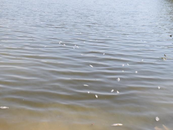 In Hingoli's Jaleshwar lake fish died due to unknown cause | हिंगोलीत जलेश्वर तलावातील माशांचा अज्ञात कारणाने मृत्यू In Hingoli's Jaleshwar lake fish died due to unknown cause | हिंगोलीत जलेश्वर तलावातील माशांचा अज्ञात कारणाने मृत्यू