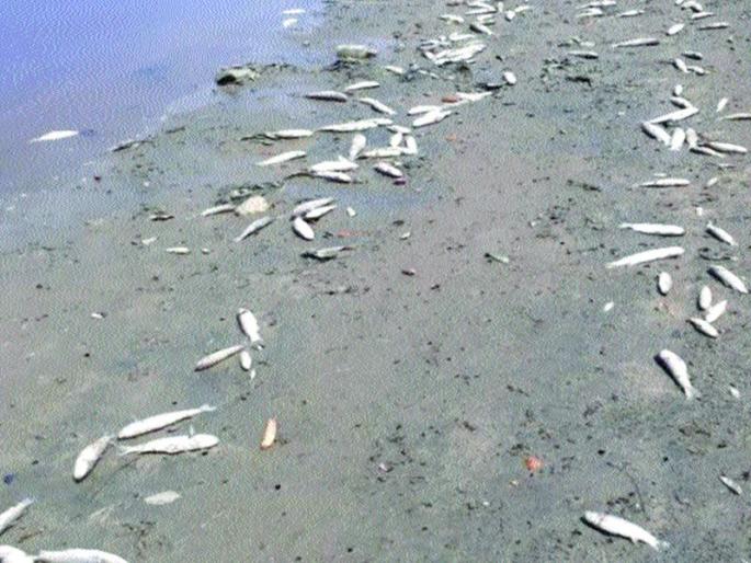  Thousands of fish pollution in Navapur creek | नवापूर खाडीतील हजारो मासे प्रदूषणबळी
