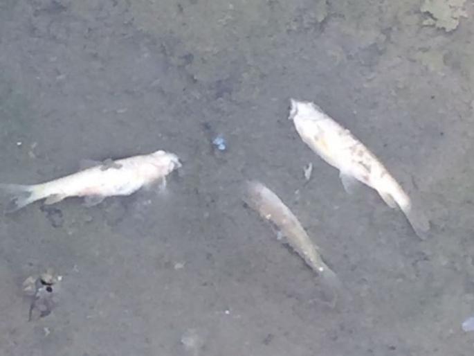 Hundreds of dead bodies of chemical, water-logged, pollution control board open | रासायनिक पाण्याच्या फुटलेल्या वाहिनीने शेकडो मासे मृत, प्रदूषण नियंत्रण मंडळाचे पितळ उघडे Hundreds of dead bodies of chemical, water-logged, pollution control board open | रासायनिक पाण्याच्या फुटलेल्या वाहिनीने शेकडो मासे मृत, प्रदूषण नियंत्रण मंडळाचे पितळ उघडे