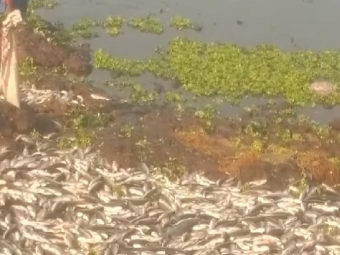 Dead fish in the Panchganga riverbed in Kolhapur, Neglect of Pollution Control Board | कोल्हापुरात पंचगंगा नदीपात्रात मृत माशांचा खच, नागरिकांचा आरोग्याचा प्रश्न ऐरणीवर; प्रदूषण नियंत्रण मंडळाचे दुर्लक्ष