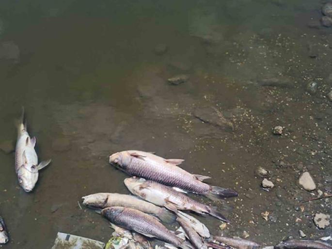Numerous fishes died in Manyarkheda lake near Jalgaon, Panchnama from the administration | जळगावजवळील मण्यारखेडा तलावात असंख्य माशांचा मृत्यू, प्रशासनाकडून पंचनामा Numerous fishes died in Manyarkheda lake near Jalgaon, Panchnama from the administration | जळगावजवळील मण्यारखेडा तलावात असंख्य माशांचा मृत्यू, प्रशासनाकडून पंचनामा