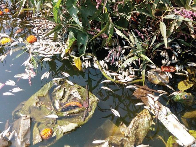 Dead fish cost money in river river at Birwadi | बिरवाडी येथे काळ नदीत मृत माशांचा खच Dead fish cost money in river river at Birwadi | बिरवाडी येथे काळ नदीत मृत माशांचा खच