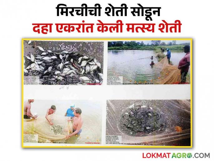 latest News Leaving chilli farming and starting fish farming in 10 acres success story of Nagpur farmer  | Fish Farming : मिरचीची शेती सोडून 10 एकरांत सुरू केली मत्स्य शेती, नागपूरच्या शेतकऱ्याची यशोगाथा  latest News Leaving chilli farming and starting fish farming in 10 acres success story of Nagpur farmer  | Fish Farming : मिरचीची शेती सोडून 10 एकरांत सुरू केली मत्स्य शेती, नागपूरच्या शेतकऱ्याची यशोगाथा