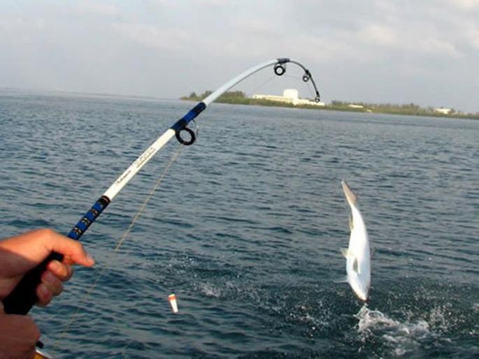 Formalin in fish : Goa government is on target | फॉर्मलिन माशांबाबतच्या भूमिकेवरून गोवा सरकारवर चौफेर टीका Formalin in fish : Goa government is on target | फॉर्मलिन माशांबाबतच्या भूमिकेवरून गोवा सरकारवर चौफेर टीका