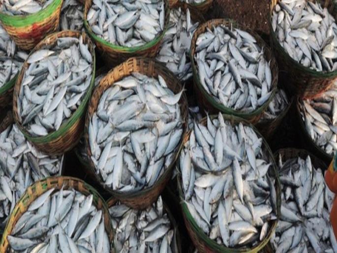 Fisheries imports in Goa from outside state | परराज्यांतून गोव्यात मासळीची आयात सुरू Fisheries imports in Goa from outside state | परराज्यांतून गोव्यात मासळीची आयात सुरू