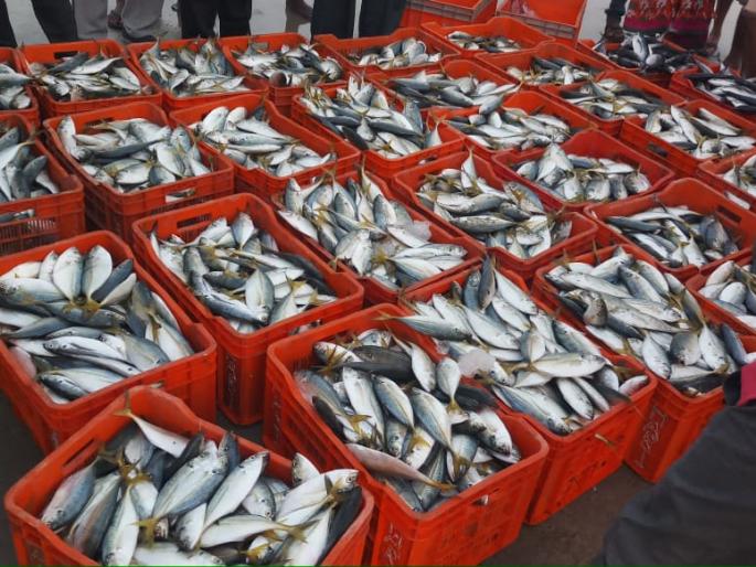 Unlicensed boats fined Rs 31,000, fish confiscated | परवाना नसणाऱ्या नौकांना ३१ हजाराचा दंड, मासळी जप्त Unlicensed boats fined Rs 31,000, fish confiscated | परवाना नसणाऱ्या नौकांना ३१ हजाराचा दंड, मासळी जप्त