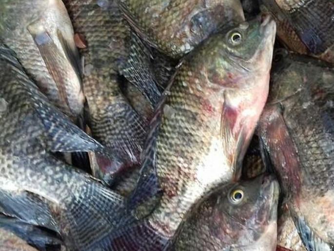 Lockdown on the way to damage 3 tonnes of fish in Nagpur | लॉकडाऊनमुळे नागपुरात ३ टन मासे खराब होण्याच्या मार्गावर Lockdown on the way to damage 3 tonnes of fish in Nagpur | लॉकडाऊनमुळे नागपुरात ३ टन मासे खराब होण्याच्या मार्गावर