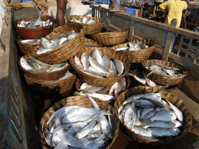 Fishery business will be given the status of fish farming | मत्स्य व्यवसायाला मत्स्य शेतीचा दर्जा देणार Fishery business will be given the status of fish farming | मत्स्य व्यवसायाला मत्स्य शेतीचा दर्जा देणार