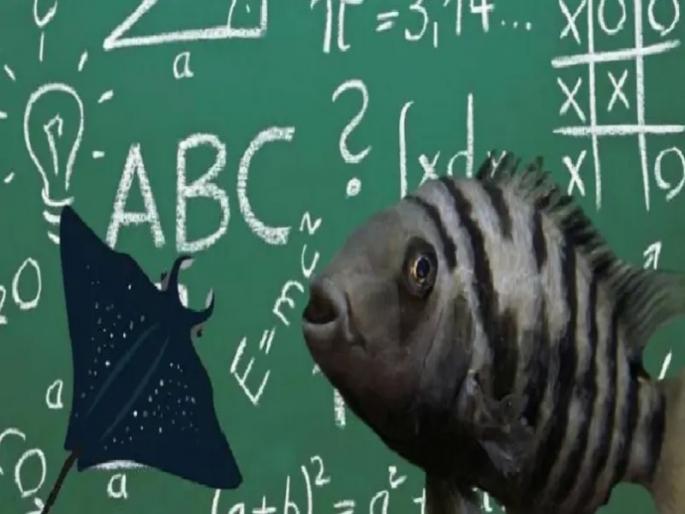 spacial article on does firsh can do maths know interesting facts | मासे बेरीज-वजाबाकी करू शकतात का ?