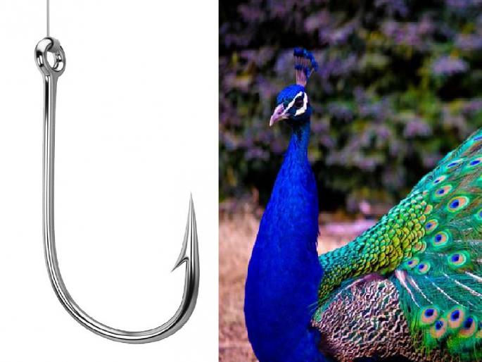 Peacock dies of fishing net in sangli, post-mortem report awaited | Sangli: मासेमारीच्या गळात अडकून मोराचा मृत्यू, शवविच्छेदन अहवालाची प्रतीक्षा Peacock dies of fishing net in sangli, post-mortem report awaited | Sangli: मासेमारीच्या गळात अडकून मोराचा मृत्यू, शवविच्छेदन अहवालाची प्रतीक्षा