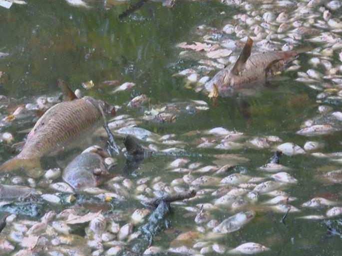 Dead fish littering the Mula-Mutha river! | Mula Mutha River: मुळा-मुठा नदीत मृत माशांचा खच..! पालिकेकडून तपास सुरु Dead fish littering the Mula-Mutha river! | Mula Mutha River: मुळा-मुठा नदीत मृत माशांचा खच..! पालिकेकडून तपास सुरु