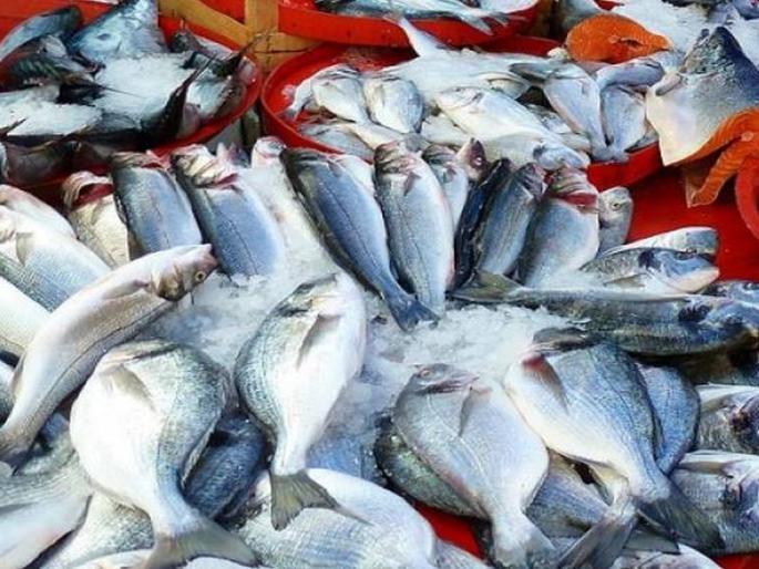 Demand for fish export in Sindhudurga is not possible; Demand for Deepak Kesarkar | सिंधुदुर्गातील मासळी आयातीला मुभा नाही; दीपक केसरकरांची मागणी धुडकावली Demand for fish export in Sindhudurga is not possible; Demand for Deepak Kesarkar | सिंधुदुर्गातील मासळी आयातीला मुभा नाही; दीपक केसरकरांची मागणी धुडकावली