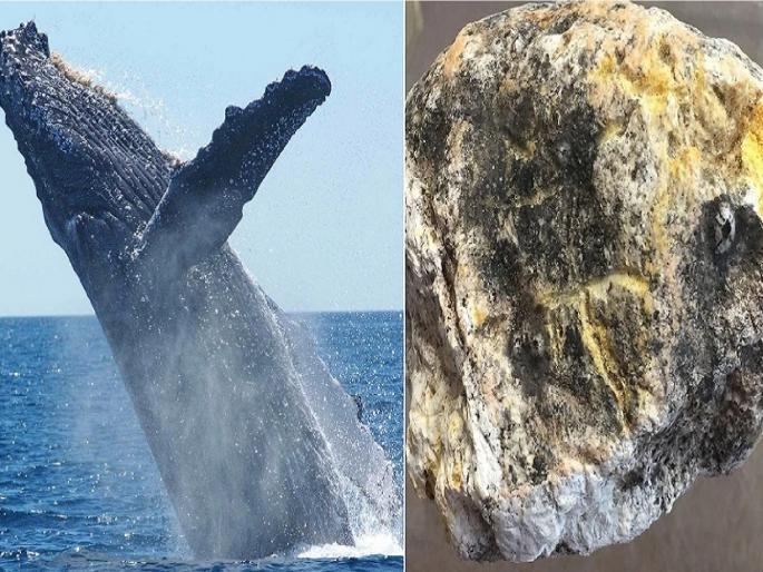 The forest department will auction the whale vomit, the government will get crores of revenue | व्हेल माशाच्या उलटीचा वनविभाग करणार लिलाव, शासनास कोट्यवधींचा महसूल मिळविणार The forest department will auction the whale vomit, the government will get crores of revenue | व्हेल माशाच्या उलटीचा वनविभाग करणार लिलाव, शासनास कोट्यवधींचा महसूल मिळविणार