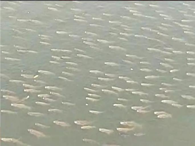 The fish in the Panchganga were tormented The issue of pollution is on the rise again | पंचगंगेत हजारो मासे तडफडले, पंचगंगा प्रदुषणाचा प्रश्न पुन्हा ऐरणीवर