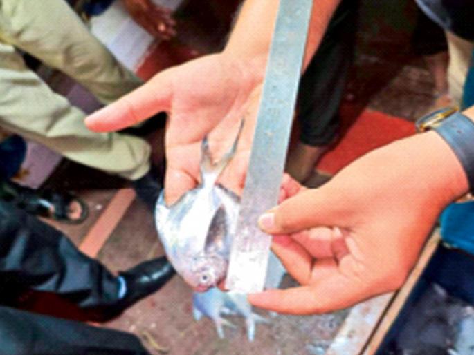 Small papulet fishing; action on boats, chicks by patrol boat, measurement of nets | लहान पापलेटची मासेमारी; बोटींवर कारवाई, गस्ती नौकेद्वारे पिल्ले, जाळ्यांचे मोजमाप Small papulet fishing; action on boats, chicks by patrol boat, measurement of nets | लहान पापलेटची मासेमारी; बोटींवर कारवाई, गस्ती नौकेद्वारे पिल्ले, जाळ्यांचे मोजमाप