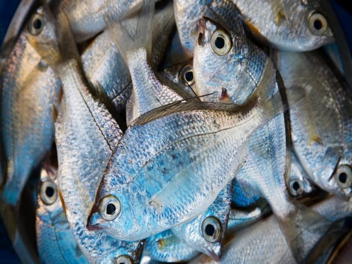 State fisheries development policy will be decided soon | लवकरच राज्याचे मत्स्योद्योग विकास धोरण निश्चित होणार State fisheries development policy will be decided soon | लवकरच राज्याचे मत्स्योद्योग विकास धोरण निश्चित होणार