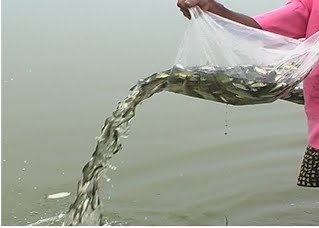 Fishery Department Notice to Persian Boat: Murari Bhalekar | पर्ससीन नौकेला मत्स्य विभागाची नोटीस : मुरारी भालेकर Fishery Department Notice to Persian Boat: Murari Bhalekar | पर्ससीन नौकेला मत्स्य विभागाची नोटीस : मुरारी भालेकर