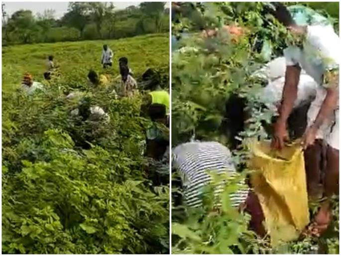 The fish truck overturned People left the aid took away fish | मासे वाहतूक करणारा ट्रक पलटला; मदत सोडून लोकांनी पळवले मासे The fish truck overturned People left the aid took away fish | मासे वाहतूक करणारा ट्रक पलटला; मदत सोडून लोकांनी पळवले मासे