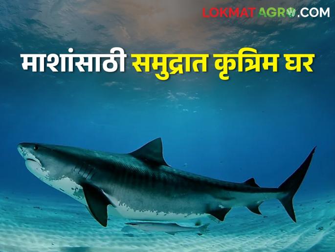 Build Artificial structure on the seabed for fish; stop the additional fishing | अतिरिक्त मासेमारीवर येणार रोख; माशांसाठी समुद्रतळाशी कृत्रिम अधिवास Build Artificial structure on the seabed for fish; stop the additional fishing | अतिरिक्त मासेमारीवर येणार रोख; माशांसाठी समुद्रतळाशी कृत्रिम अधिवास