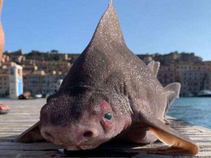 Pig faced shark Italian sailors find rare fish with the body of a shark and face of a pig | समुद्रात सापडला दुर्मीळ शार्क मासा, त्याचं तोंड पाहून लोक हैराण Pig faced shark Italian sailors find rare fish with the body of a shark and face of a pig | समुद्रात सापडला दुर्मीळ शार्क मासा, त्याचं तोंड पाहून लोक हैराण
