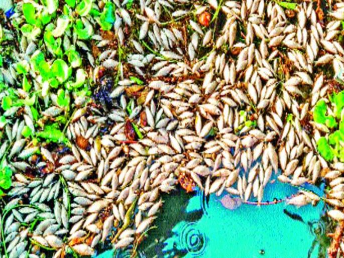 Thousands of fish died in the river Bhima, the water became contaminated | भीमा नदीत हजारो मासे मृत्युमुखी, पाणी झाले दूषित Thousands of fish died in the river Bhima, the water became contaminated | भीमा नदीत हजारो मासे मृत्युमुखी, पाणी झाले दूषित