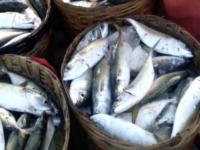 Fishing season opens in panaji | बांगड्यांची आवक वाढली, पणजीतील मासळी बाजारात खरेदीसाठी गर्दी Fishing season opens in panaji | बांगड्यांची आवक वाढली, पणजीतील मासळी बाजारात खरेदीसाठी गर्दी