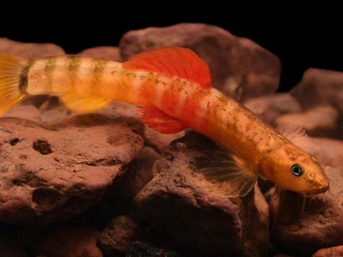 A new species of fish was found in the river basin of Hiranyakeshi in Amboli | आंबोलीत हिरण्यकेशी नदीपात्रात आढळली माशाची नवीन प्रजात